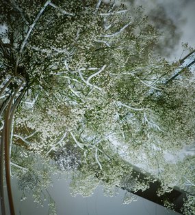 Цветочная лавка «Петровский Сад»