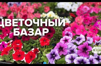 Прямой Эфир с Цветочного Базара